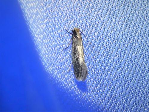 Réf. 308 024 : Monopis sp.